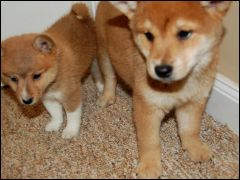 mini shiba inu