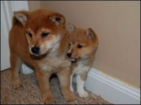 mini shiba inu