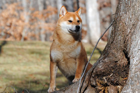 shiba inu history